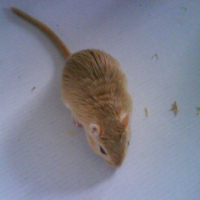 Photo #244146 de Gerbilles