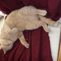 Photo #244241 de Vanille