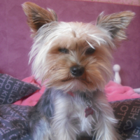 Photo #244245 de Elliot