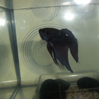 Photo #244267 de Blue