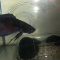 Photo #244268 de Blue