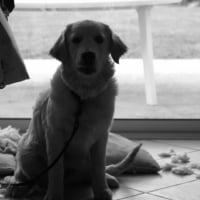 Photo #244270 de Bonnie