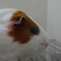 Photo #244273 de Plume