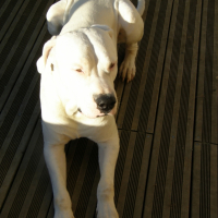 Photo #244278 de Thor