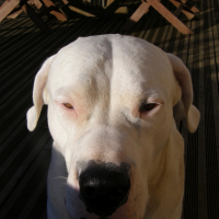 Photo #244279 de Thor