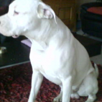 Photo #244280 de Thor