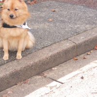 Photo #244291 de Rox