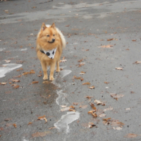 Photo #244292 de Rox