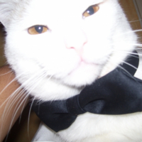 Photo #244338 de Mini-boule
