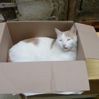 Photo #244339 de Mini-boule