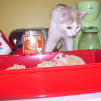 Photo #244340 de Poupoum