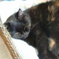 Photo #244355 de Manou