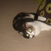 Photo #244358 de Flora