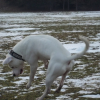 Photo #244368 de Snow