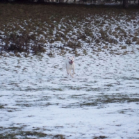 Photo #244370 de Snow