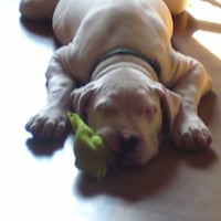Photo #244375 de Yoshi