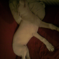 Photo #244376 de Yoshi