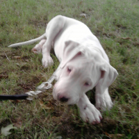 Photo #244377 de Yoshi