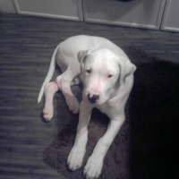 Photo #244378 de Yoshi