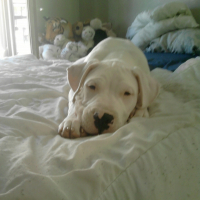 Photo #244379 de Yoshi