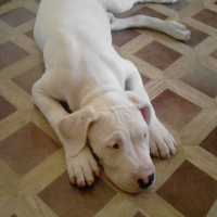 Photo #244380 de Yoshi