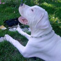 Photo #244381 de Yoshi