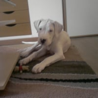 Photo #244382 de Yoshi