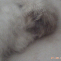 Photo #244408 de Canelle