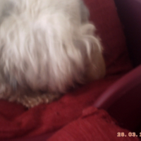 Photo #244414 de Canelle