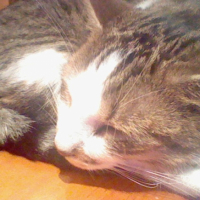 Photo #244436 de Mimi
