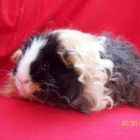 Photo #244455 de Fleur