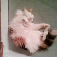 Photo #244503 de Piñoufe