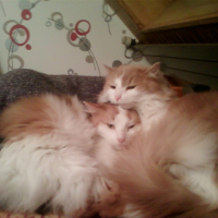 Photo #244504 de Piñoufe