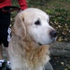 Le GentleDog