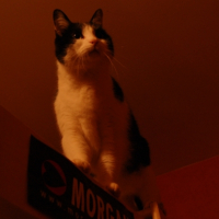 Photo #244534 de Snoopy