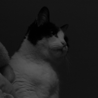Photo #244536 de Snoopy