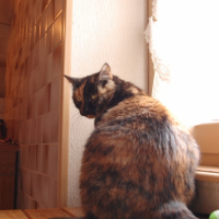 Photo #244537 de Brownie