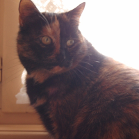Photo #244538 de Brownie