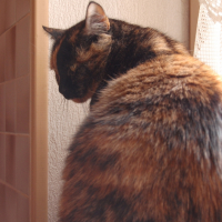 Photo #244539 de Brownie