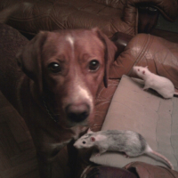 Photo #244558 de Che