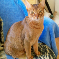 Photo #244584 de Bambi