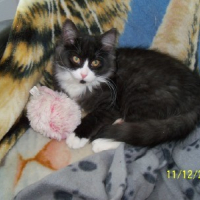 Photo #244590 de Zezette