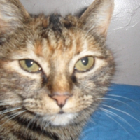 Photo #244678 de Noisette