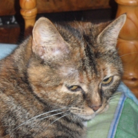 Photo #244730 de Noisette
