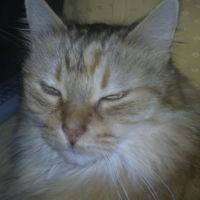 Photo #244749 de Simbad