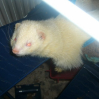 Photo #244760 de Booba