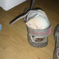 Photo #244761 de Booba