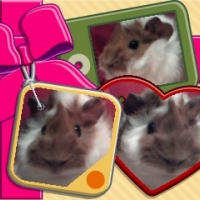 Photo #244771 de Kiwi