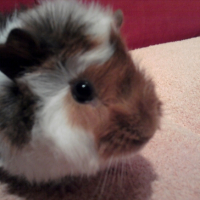 Photo #244772 de Kiwi