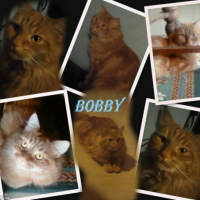 Bobby janvier 2011
